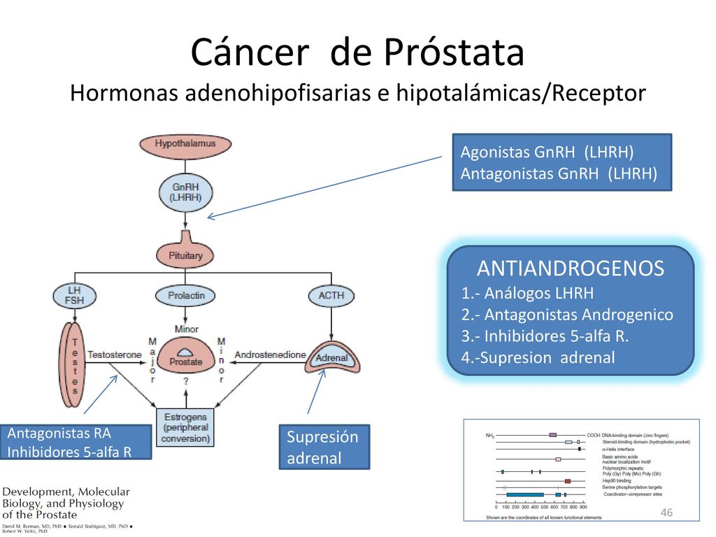 analogos lhrh prostata